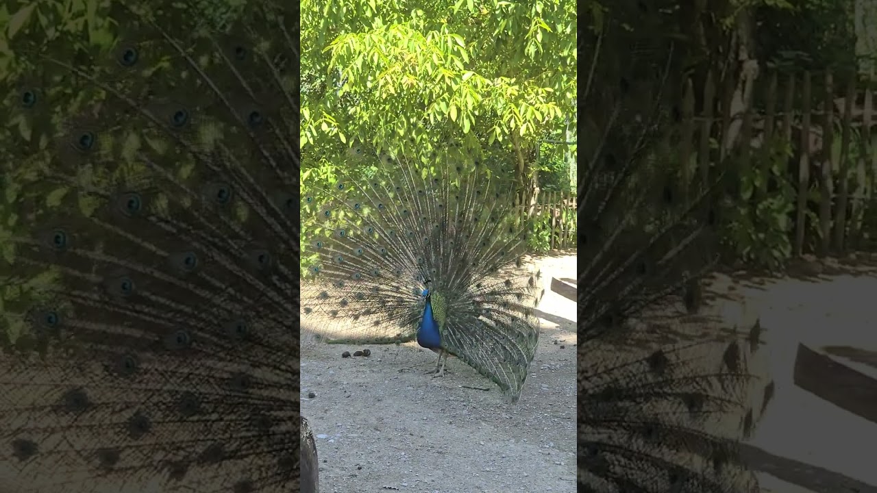 Peacock&nbsp;displaying his train and shaking