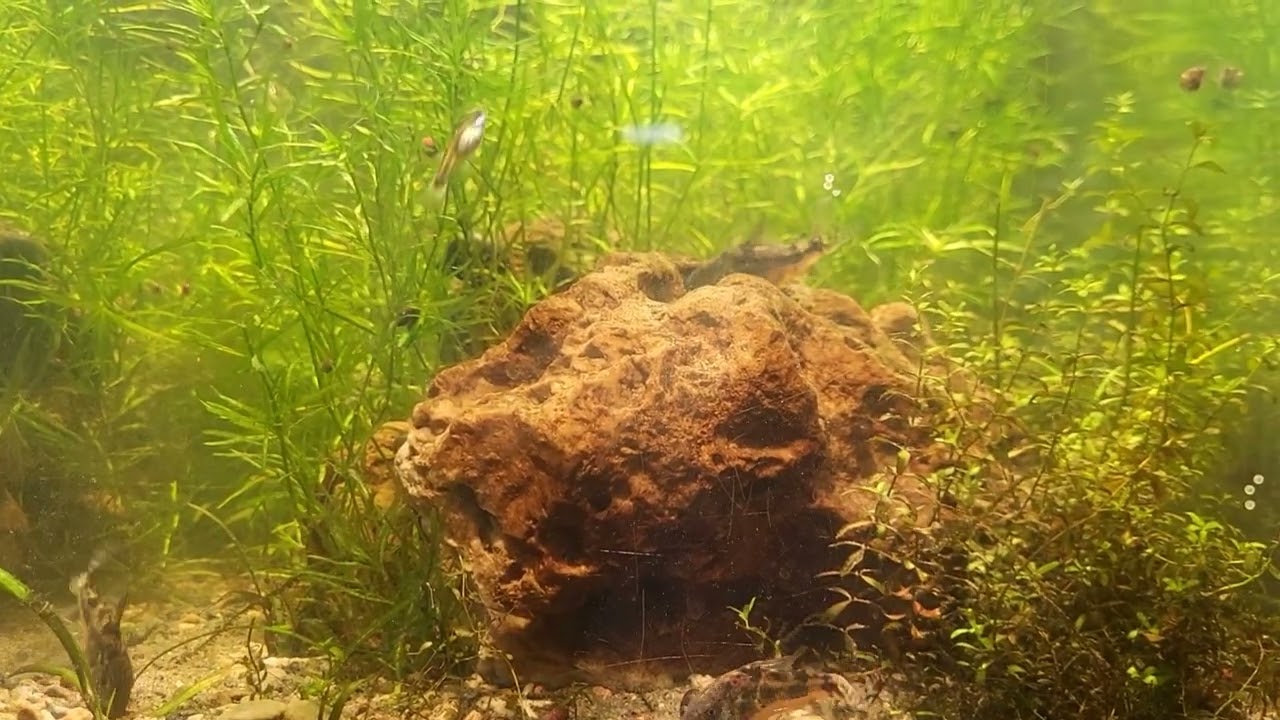 Tank Therapy 4