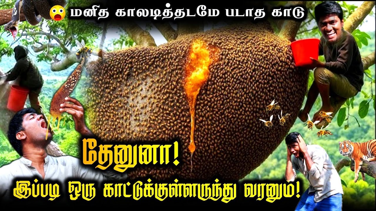 இதுபோல தேன் எடுத்து பார்த்திருக்கமாட்டீங்க! Raw Honey from the Forest | Nature's Shadow