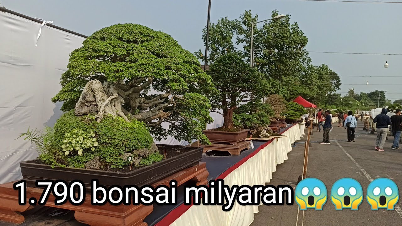 Pameran dan kontes bonsai nasional bantul yogyakarta 2023