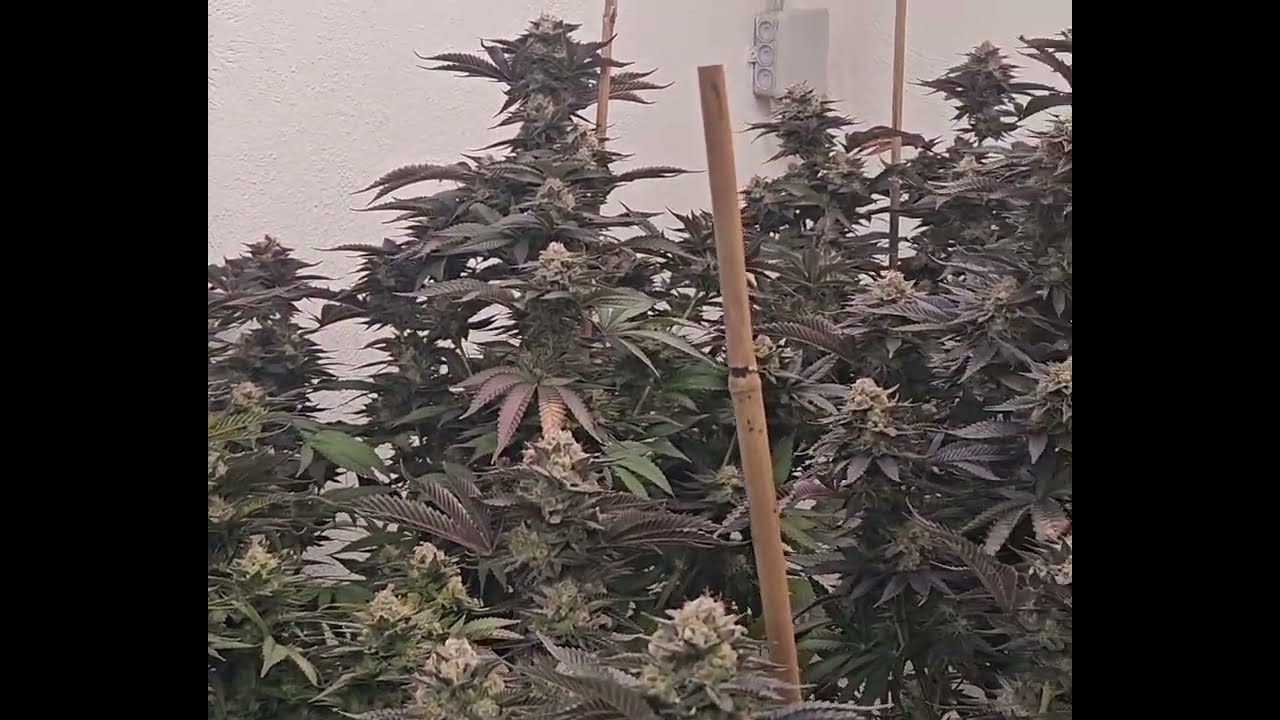 Cookies and cream and Runtz x layer cake ( Homegrow) Mars Hydro Fc-e6500/ Mars Hydro TS3000 BioBizz