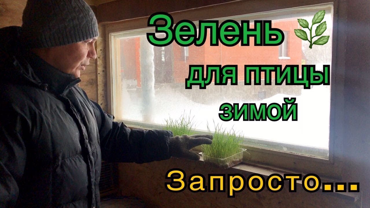 Зелень для птицы зимой.Легко.