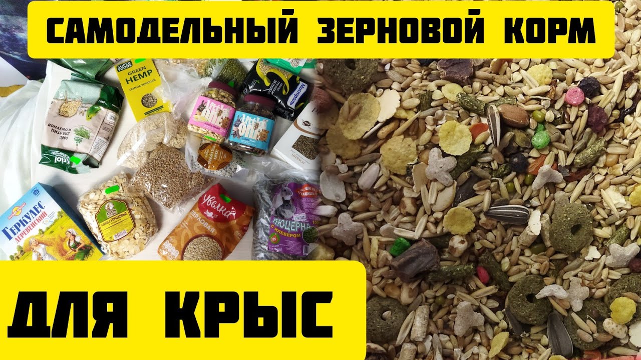 Самодельная зерносмесь для крыс/корм для крыс #моилюбимки #листиккексик #твимз #животные #крысы#rats