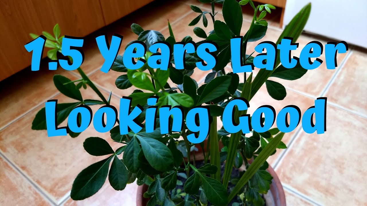 Update On Flying Dragon Orange Grown From Seed - Cold Hardy Citrus - Poncirus Trifoliata