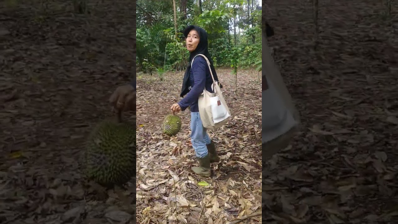 panen durian #kebun durian