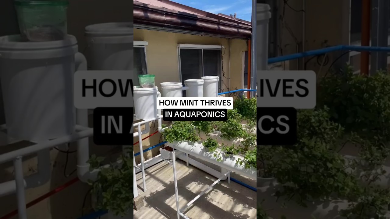 No soil needed, grow mint with aquaponics! 💧🍃 #cebubackyardharvest #mint