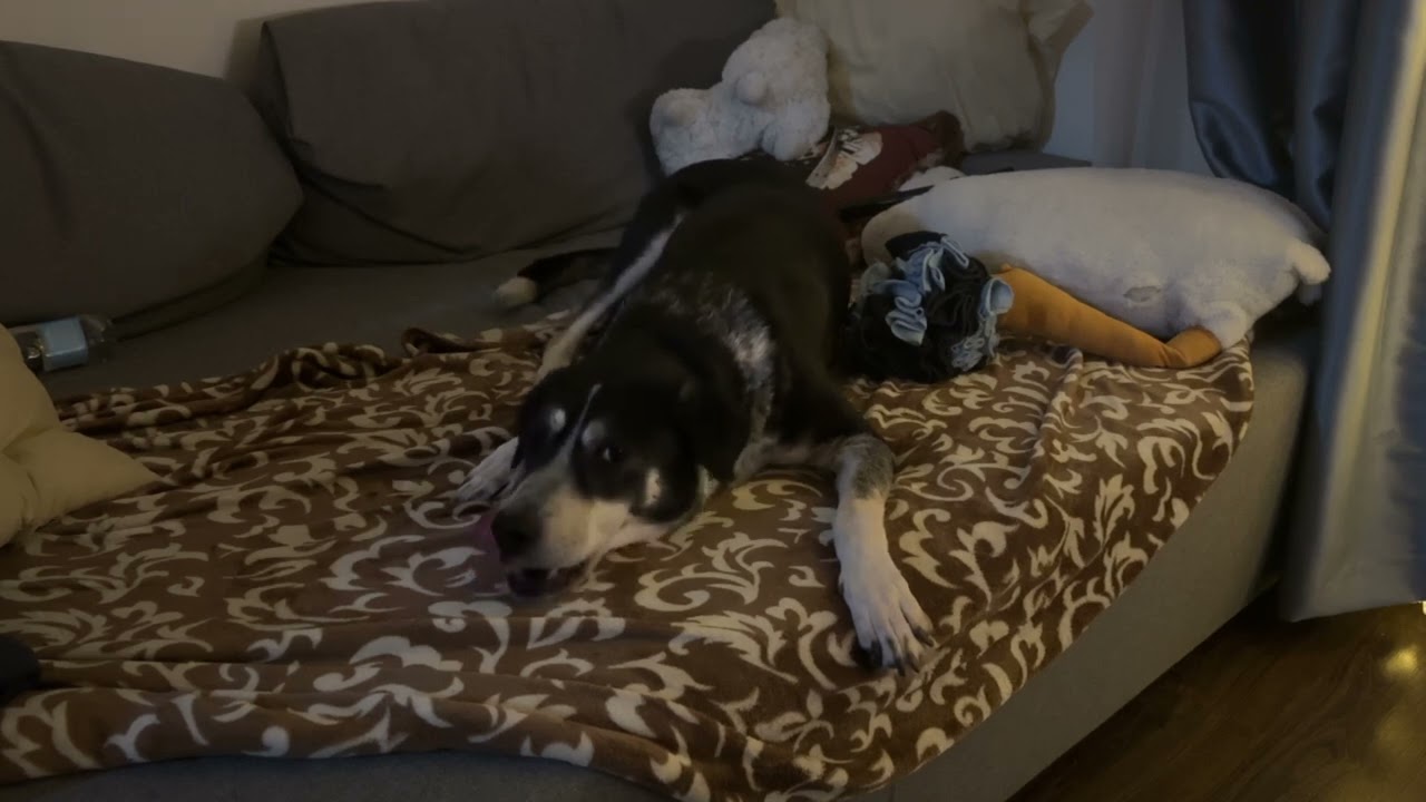 Dog is eating