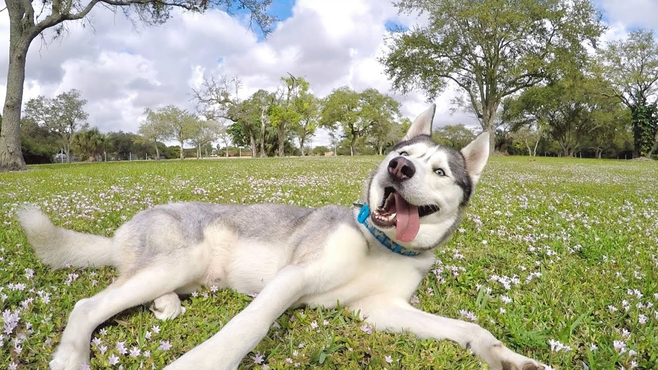 A FUN DAY AT THE PARK!