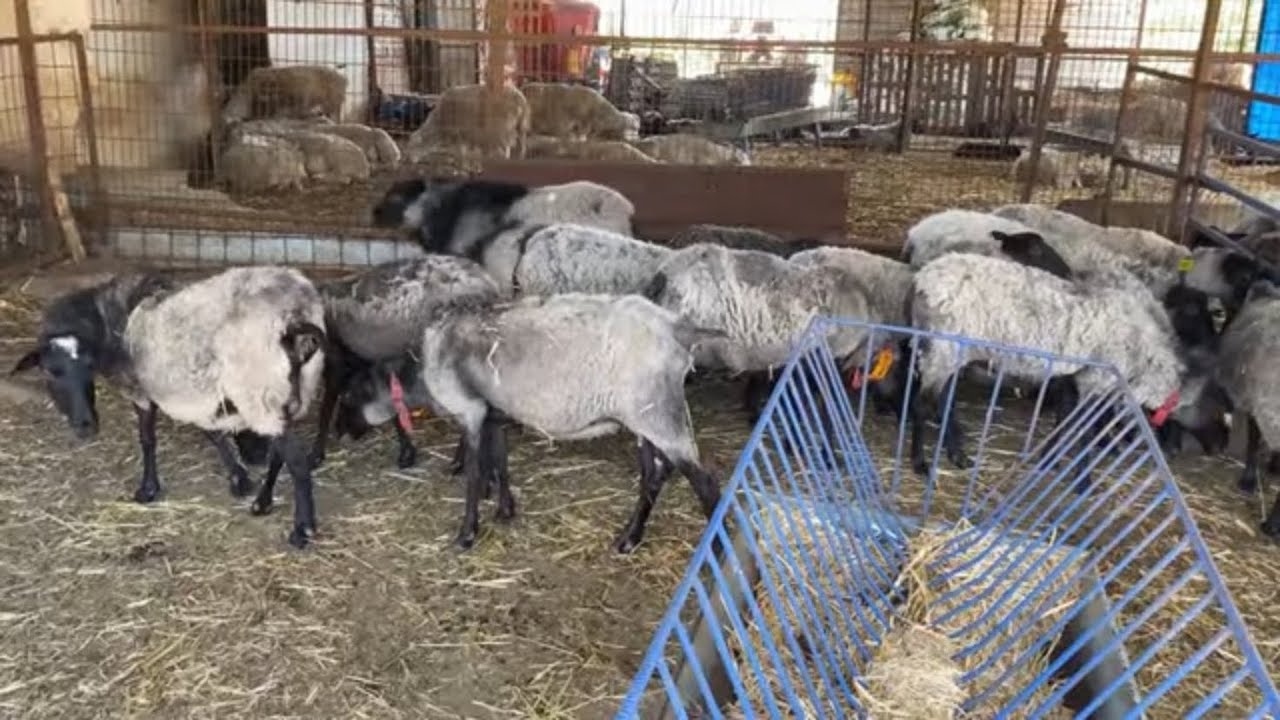 BU KOYUNLAR TAM Bİ KUZU MAKİNASI