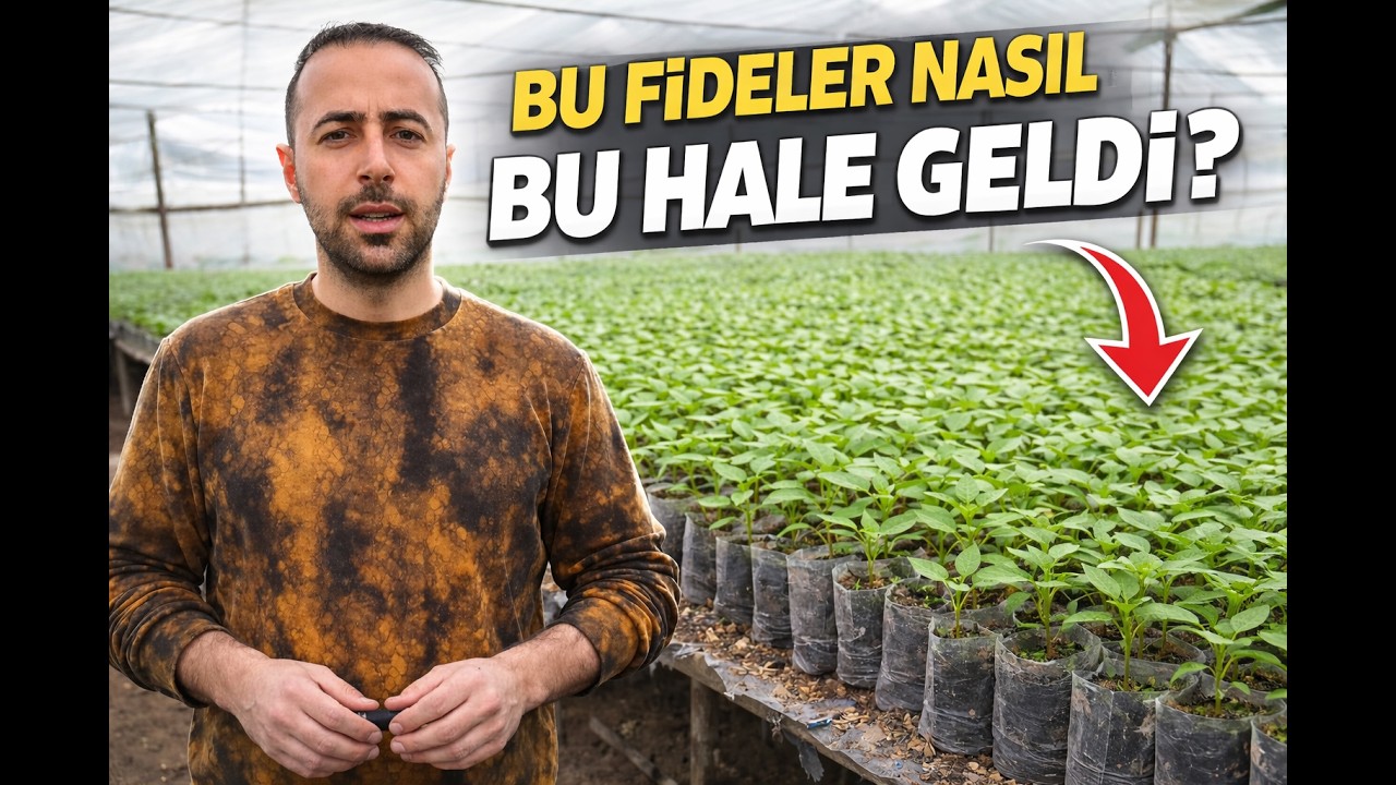 Tatlı biber fideler üretimi nasıl oluyor ( aradığını bulabilirsinde ).