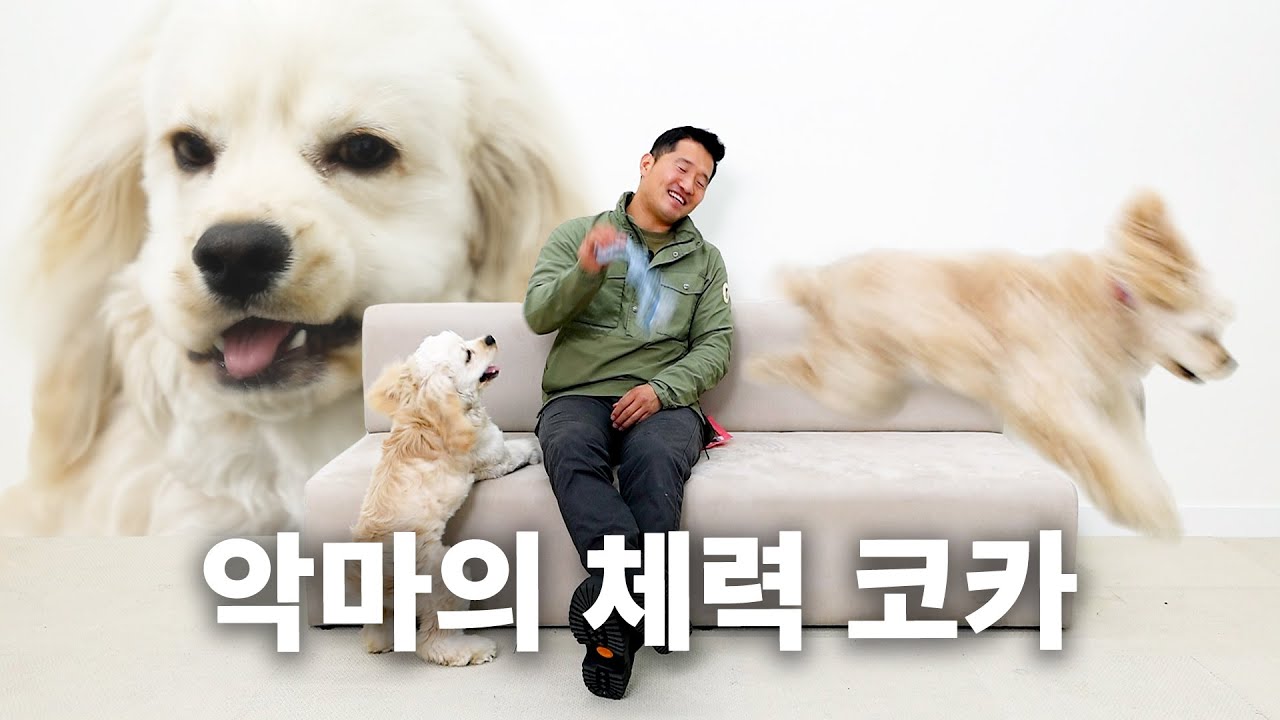 24시간 돌아갑니다. 경고했습니다. | 견종백과 코카스파니엘편