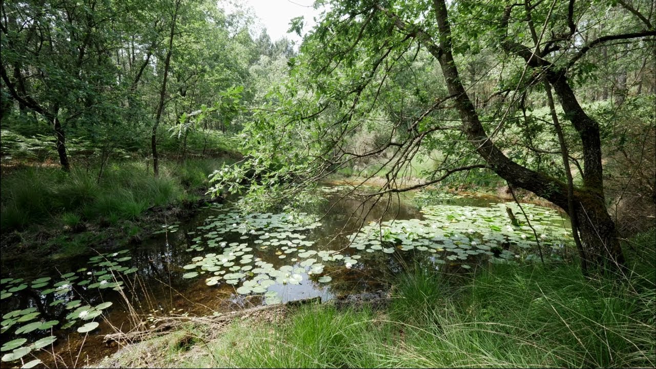 Les lagunes, le trésor caché de la forêt landaise