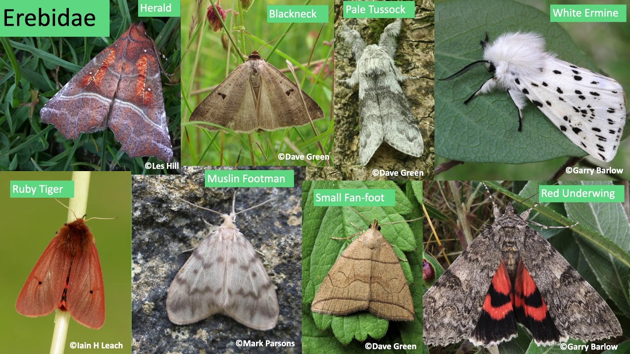 Moths of the Yorkshire Dales