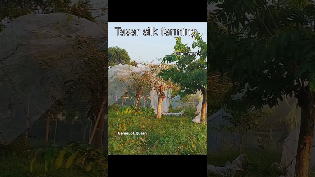 #science#silkworm#Tasar silkworm #Tasar#Tasarfarming#zoology#Animalsworld#animallife