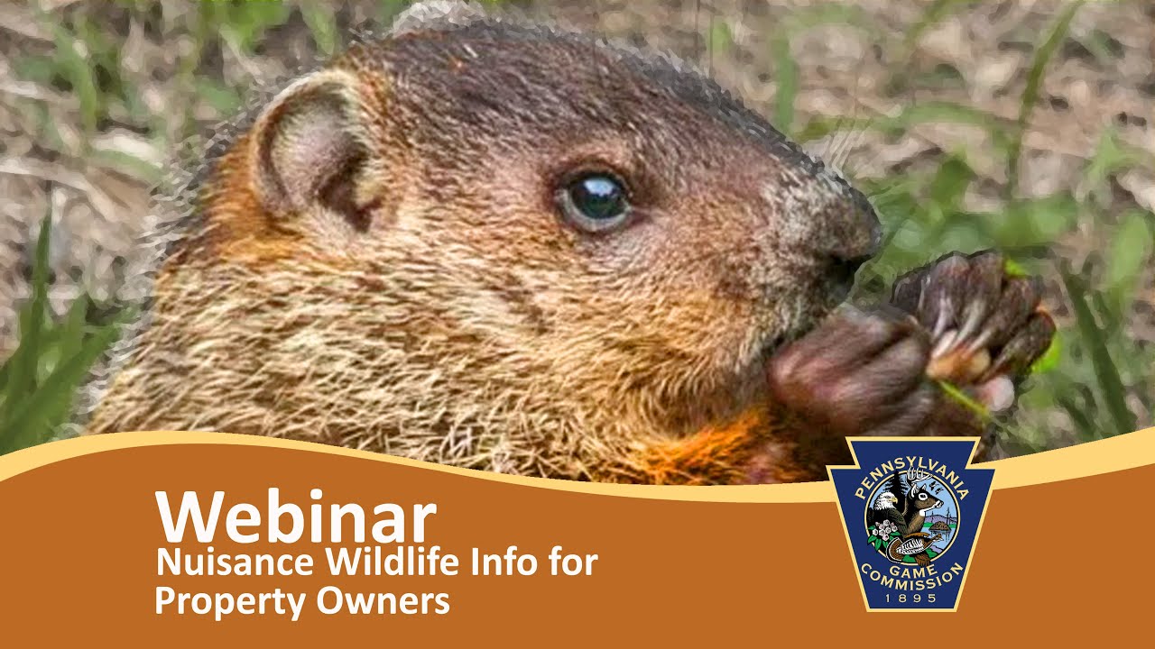 Nuisance Wildlife Information for Property Owners