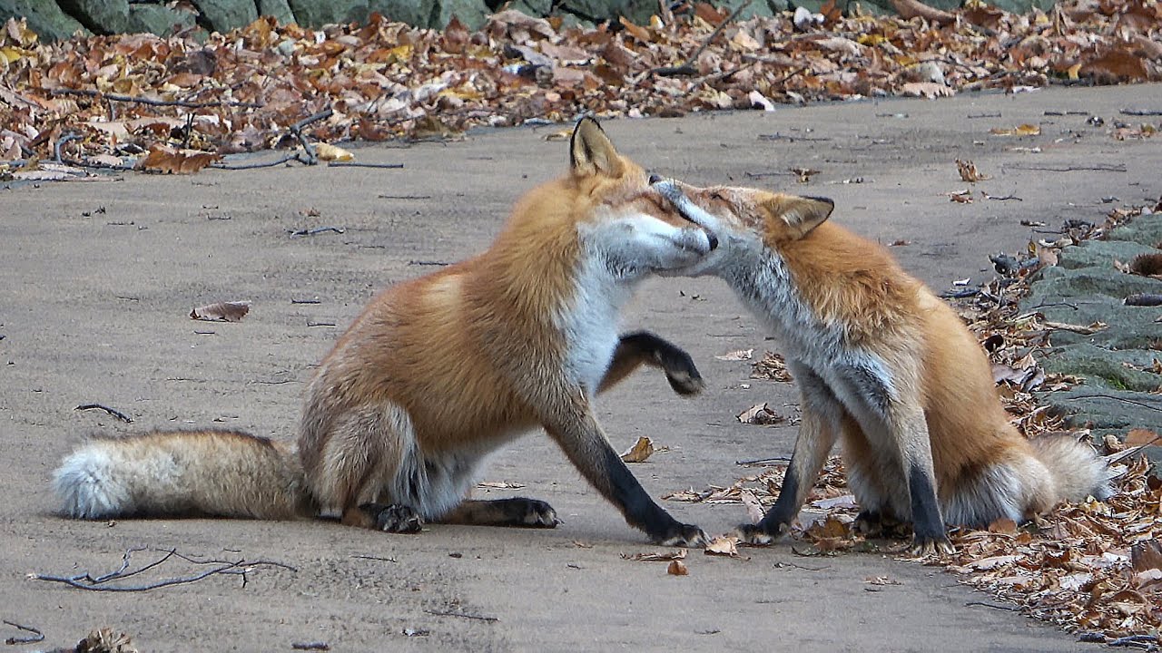 キタキツネ　～顔を食べそうだけれどじゃれているだけ～