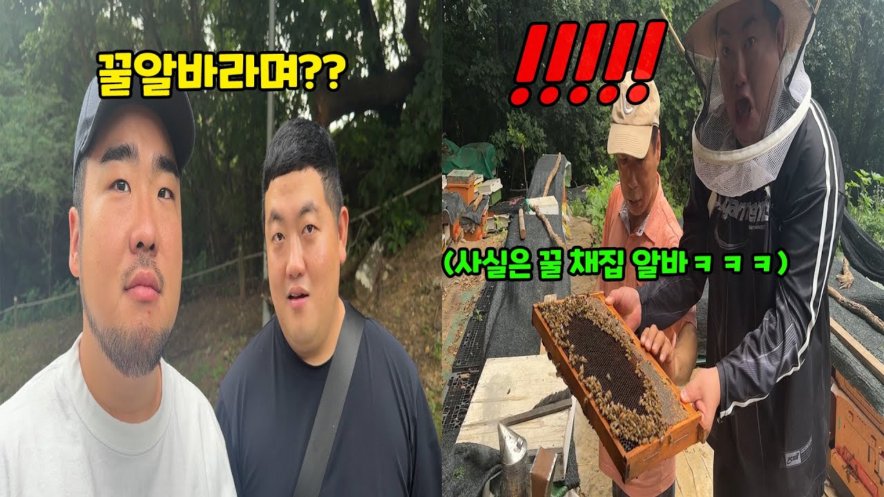 꿀 알바라고 속이고 꿀 채집 알바시키기ㅋㅋㅋ