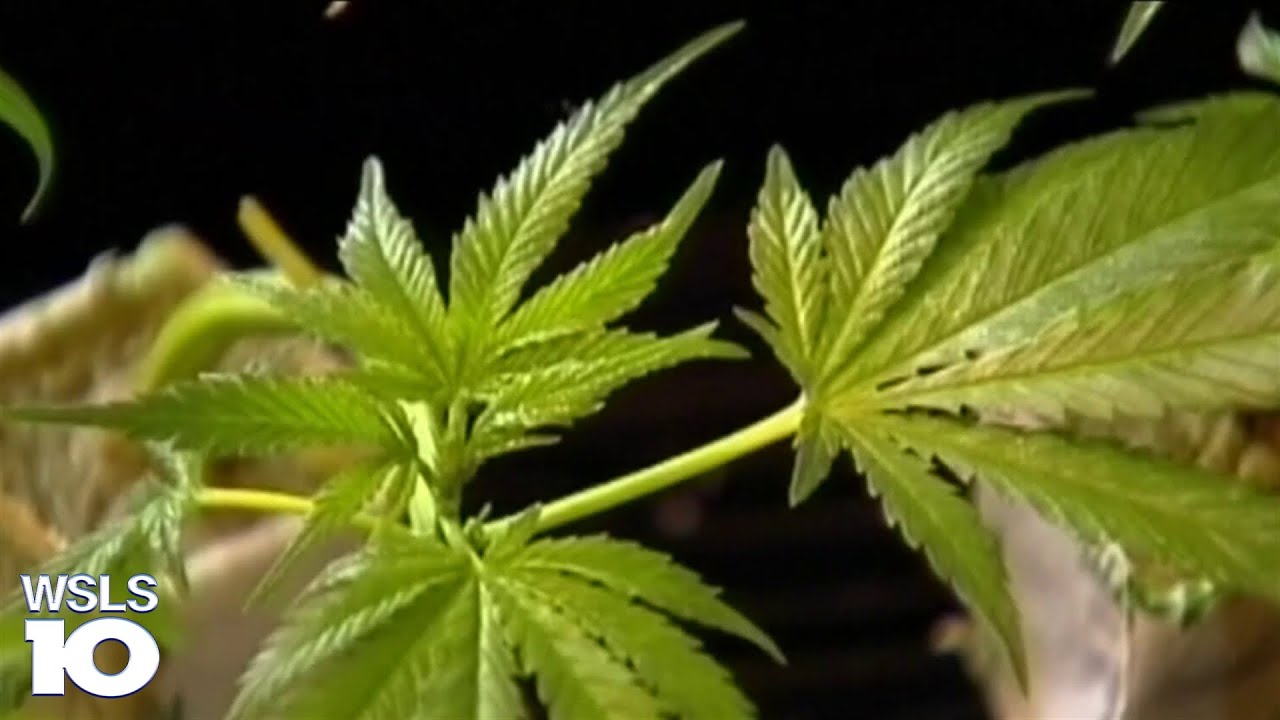 Recreational marijuana retail sales delayed