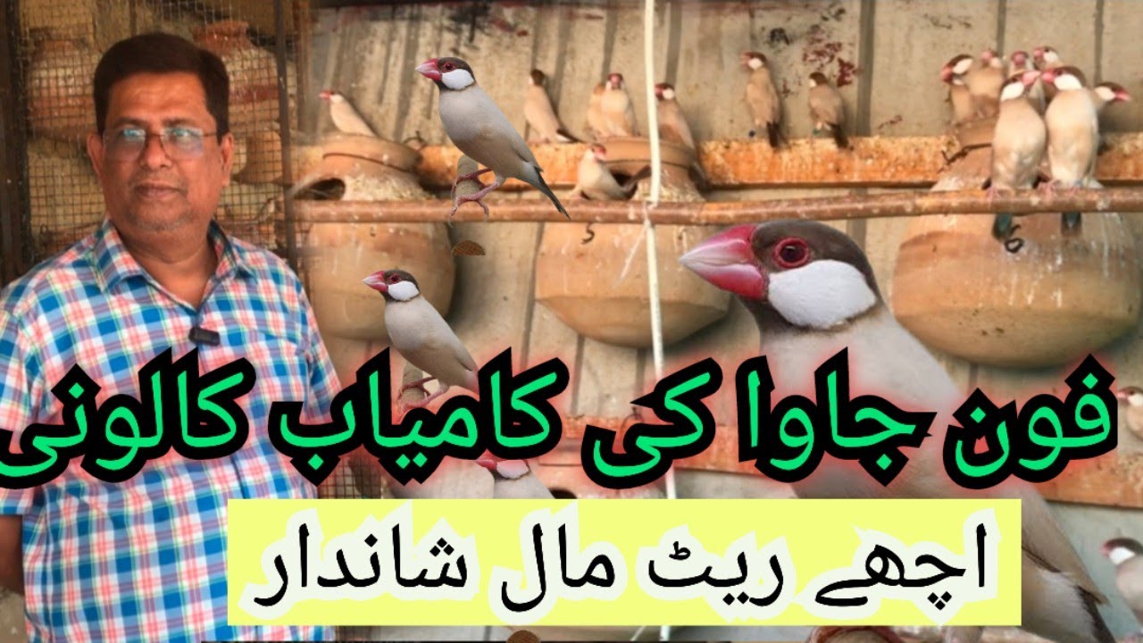 FAWN JAVA SPARROW BREEDING COLONY | BY SYED MUHAMMAD GULL |UNBILIVIBLE BREEDING RESULTS|