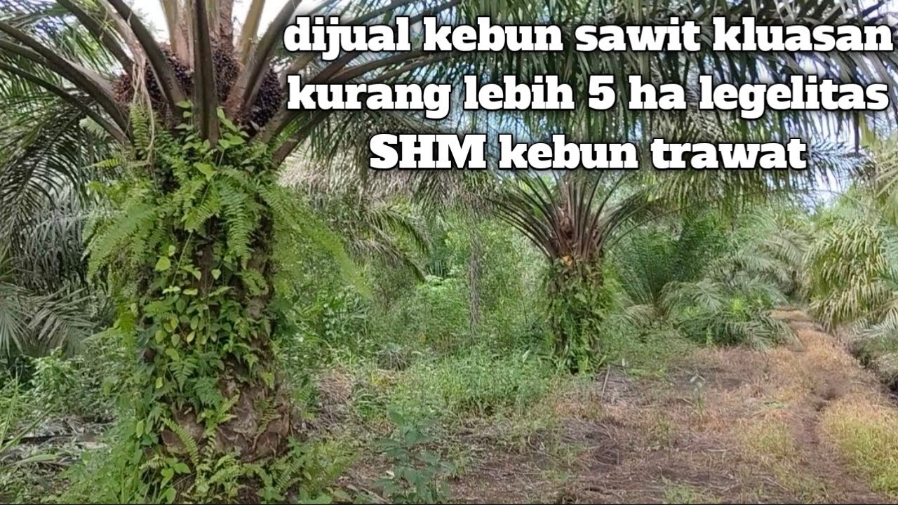 Dijual kebun sawit seluas hampir 5 ha lokasi desa selat remis tok pkedai
