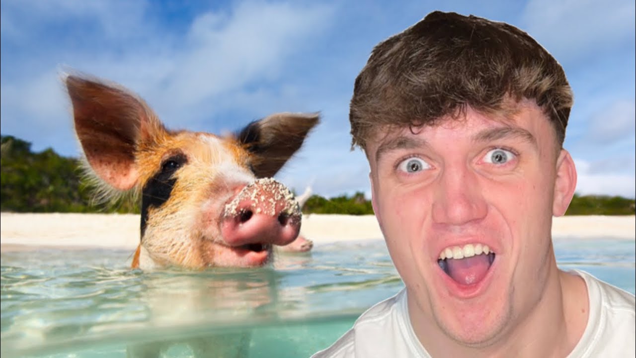 CHAOS IN PIG ISLAND