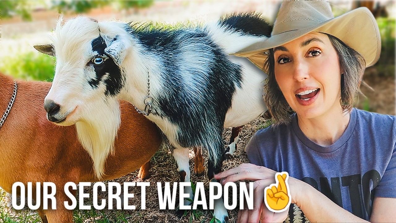 We're Betting the Whole Kidding Season on This (miniature goat farm)
