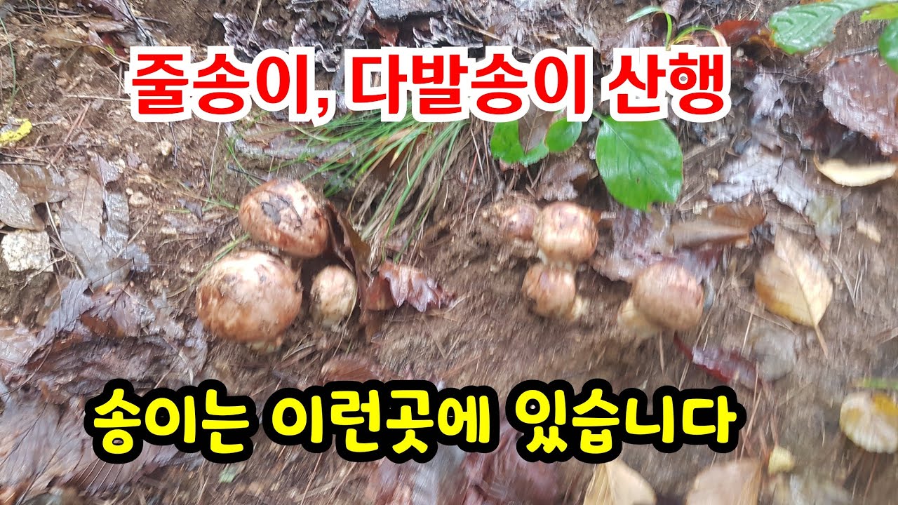 줄송이, 다발송이 산행 (송이 자생지 설명) #송이버섯산행