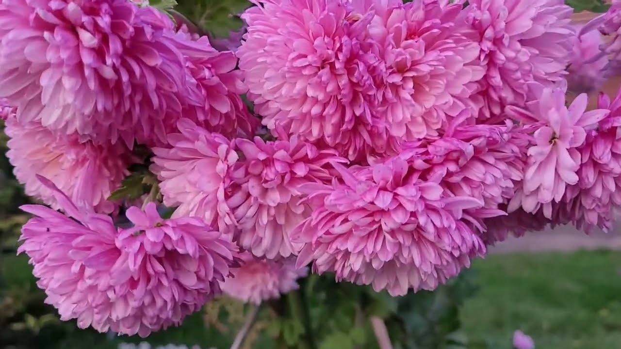 Bahçede çıkan yeni çiçekler 🍀🌸