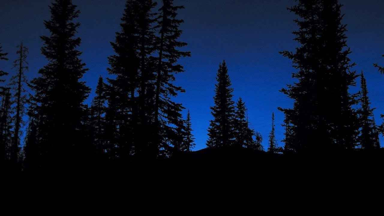 Tranquil Nighttime Forest / 10 Hours / #forestambience  #fallasleepinstantly  #naturesounds