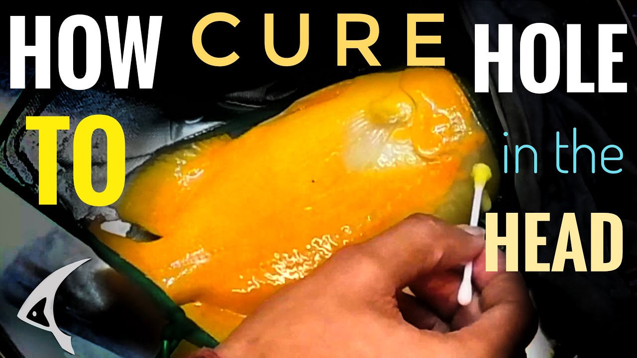 Hole In The Head Disease - Causes and how to treat, Oscar cichlid with Hole In The Head Disease