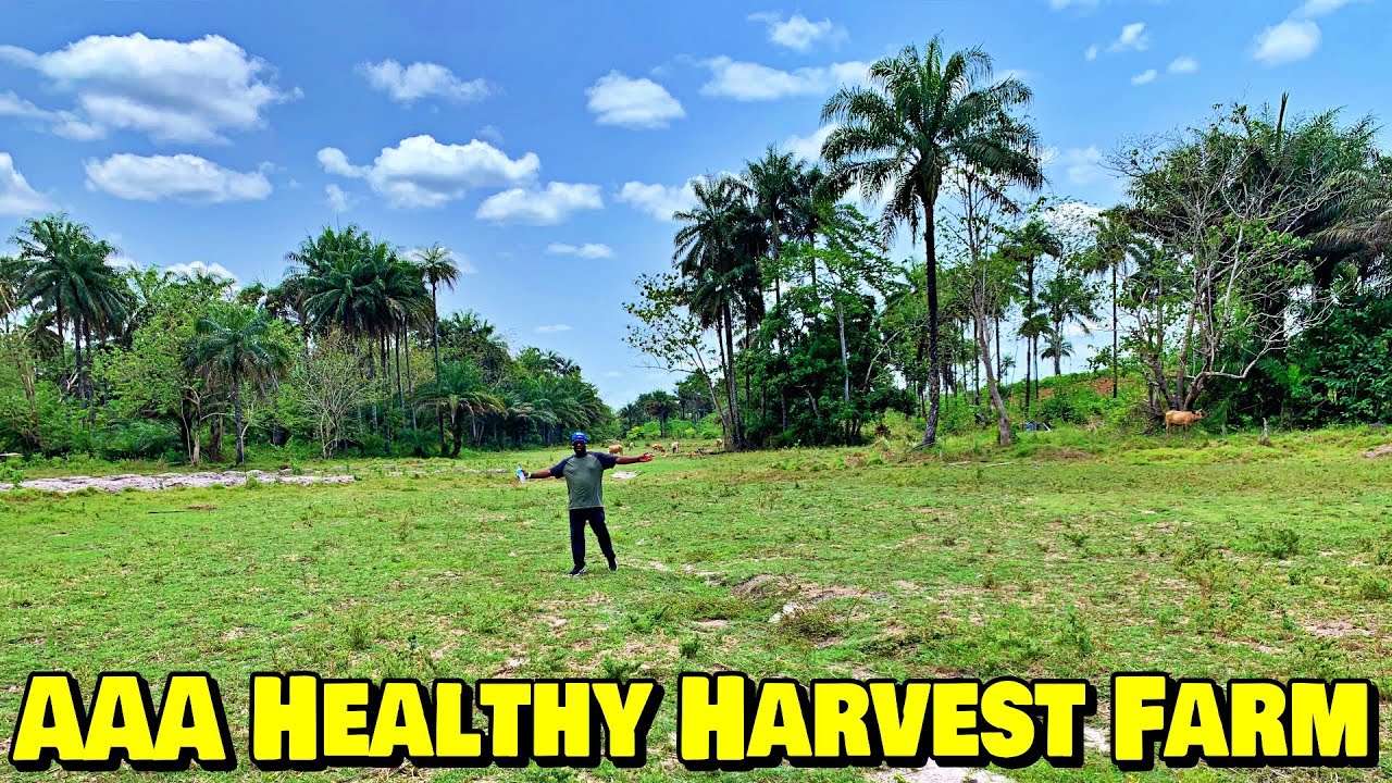 TRIPLE-A HEALTHY HARVEST MIXED FARM - 🇸🇱 Episode 1 - Farming In Sierra Leone