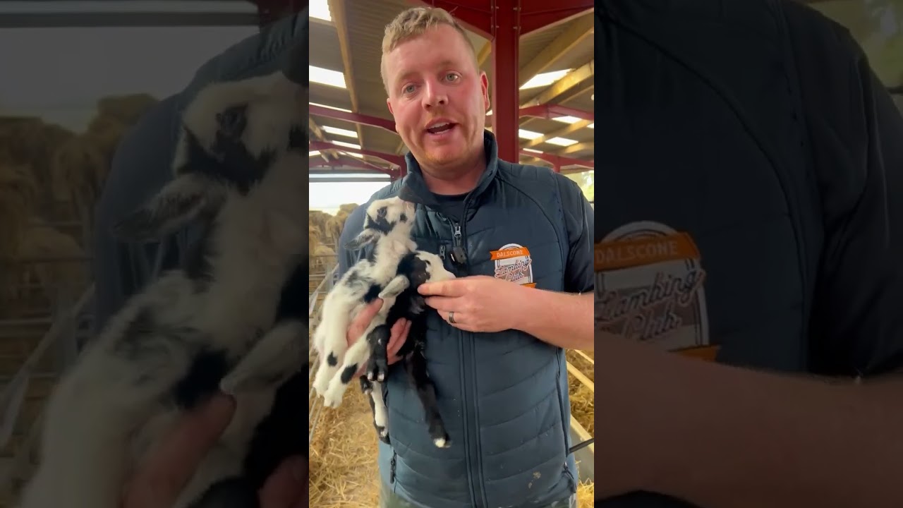 Pygmy goat zoomies!! #pygmygoats