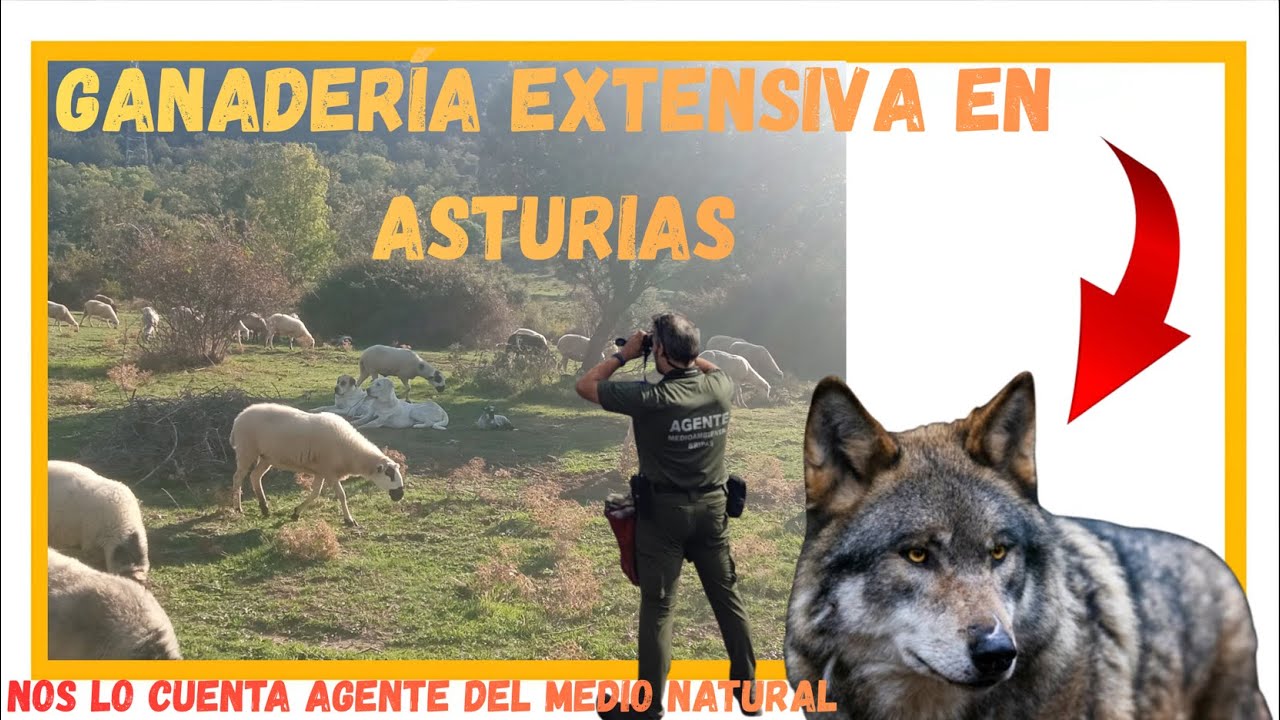 GANADERÍA EXTENISVA en ASTURIAS / Subvenciones, Ataques de LOBO falsos y SINDICATOS MAFIOSOS