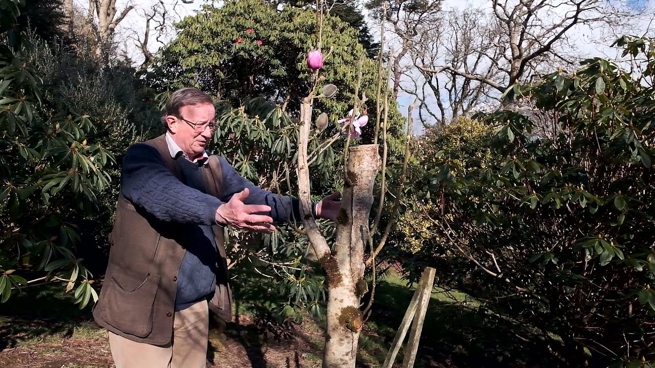 Pruning magnolias with dieback