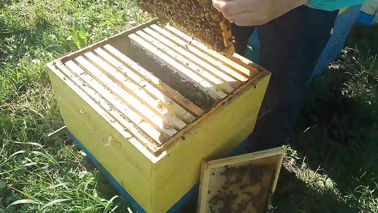 Пасека 4 июня пчелосемьи Карника Альпийка