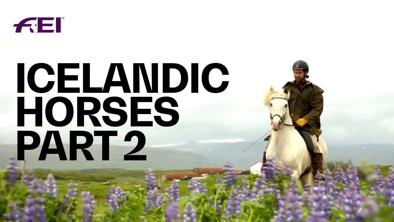 The Uniqueness of Icelandic Horses - PART 2: Horse Tourism in Iceland |&nbsp;Equestrian World