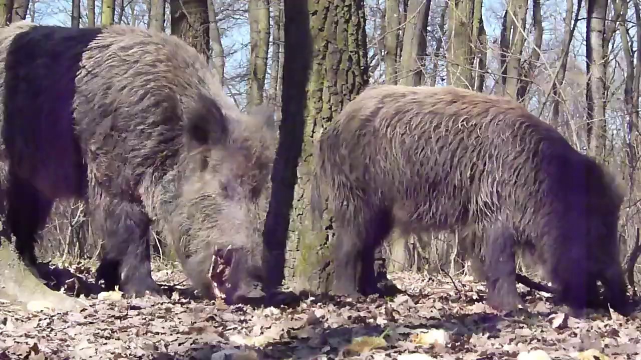 Huge wild boar feeding peacefully in the Hungarian forest