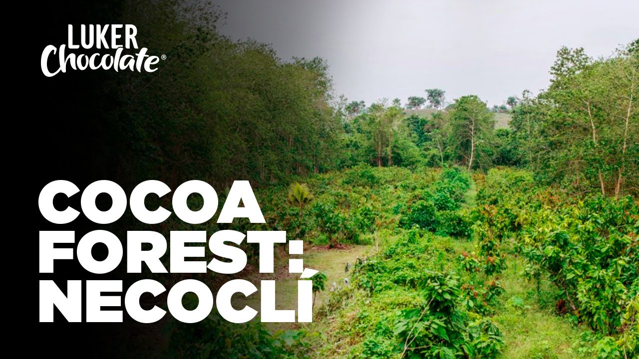Chocolate Manufacturer: Necoclí Project