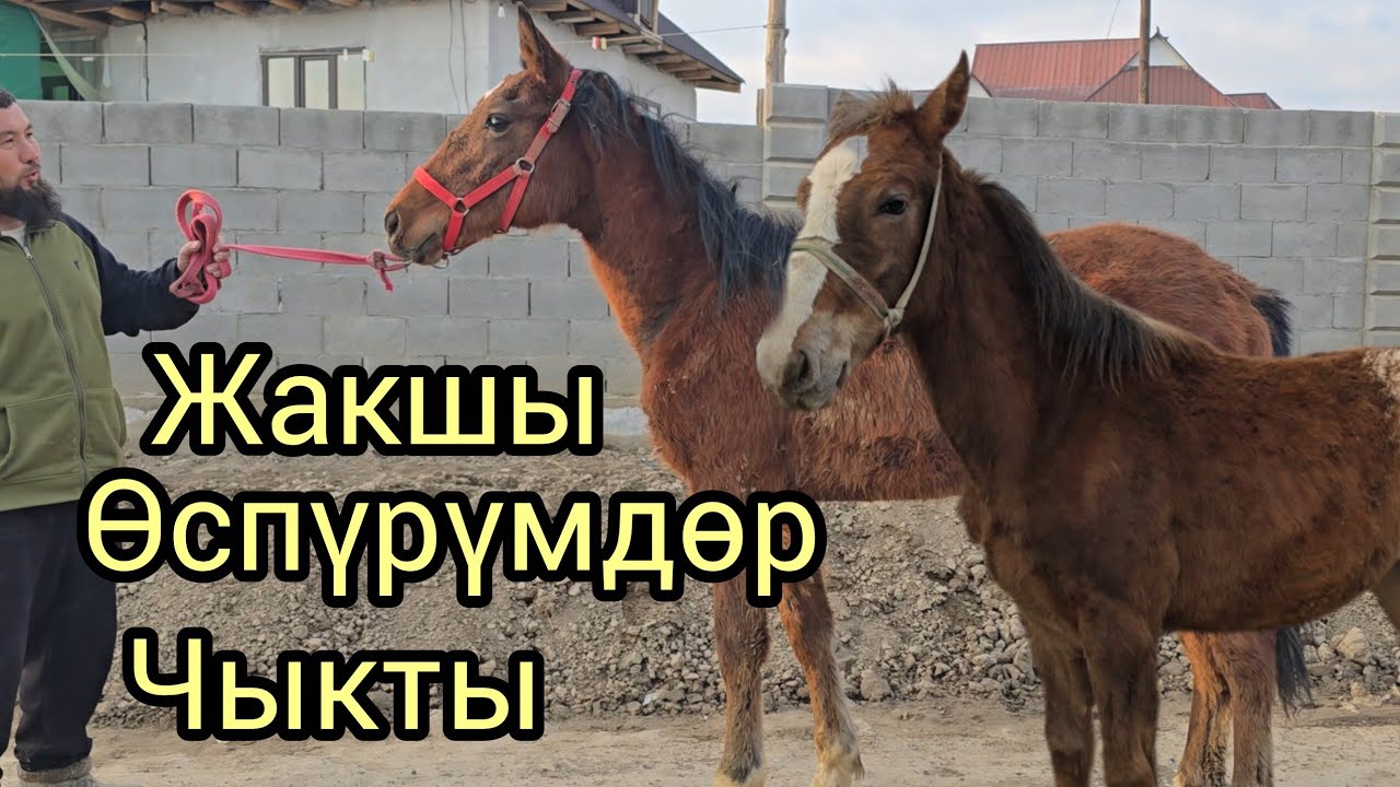 Бүгүн 28 февраль  2026 жакшы өспүрүмдөр чыкты #продажалошадей #rek #арабскиелошади 