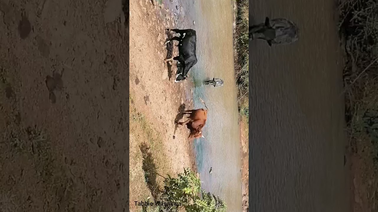 taking cattle to the river #village