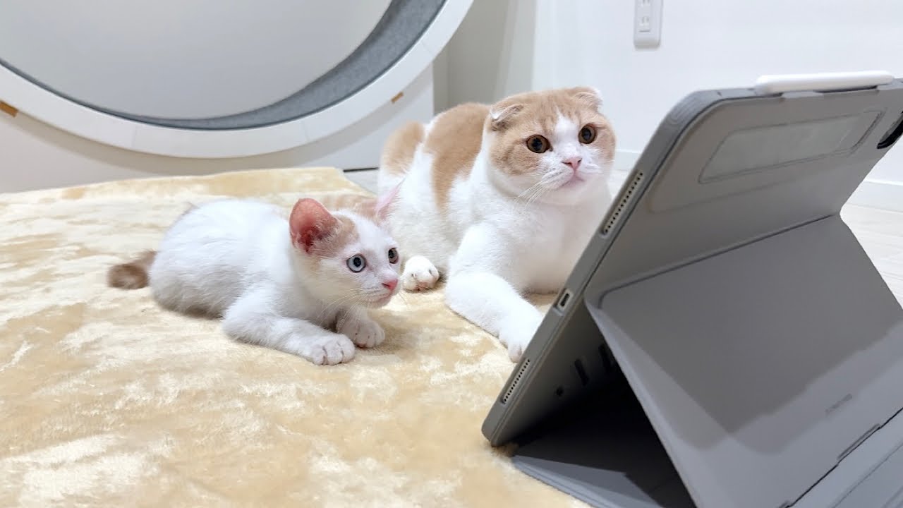 生まれて初めて子猫にトムジェリーを見せたら面白すぎてこうなっちゃいましたwww