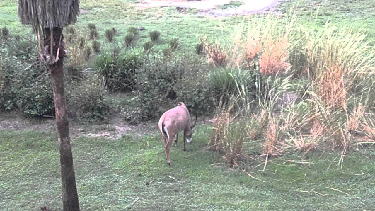 Animal Kingdom Lodge Savannah View (Disney World)