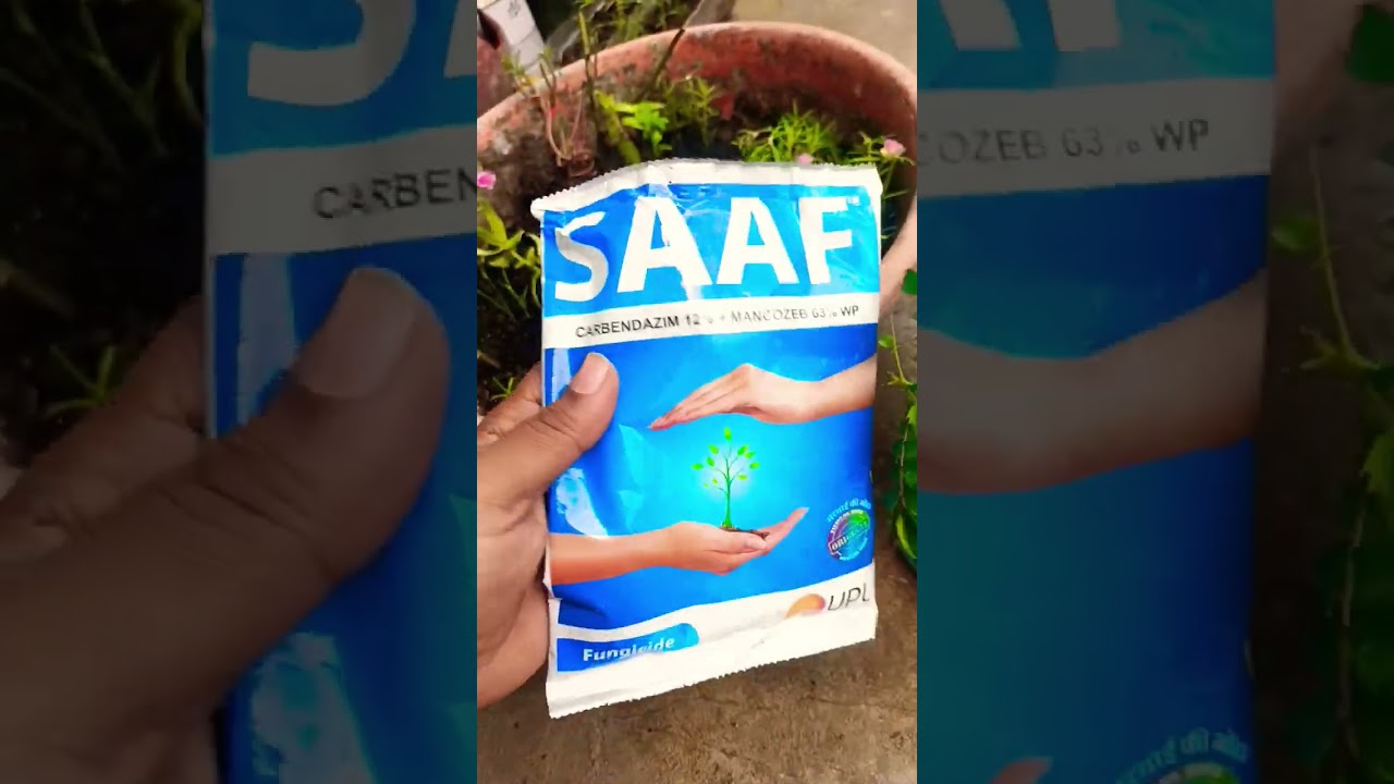 How To Use Saaf Fungicide In Hindi || best fungicide ||#saaf #fungicides #roseplant #garden