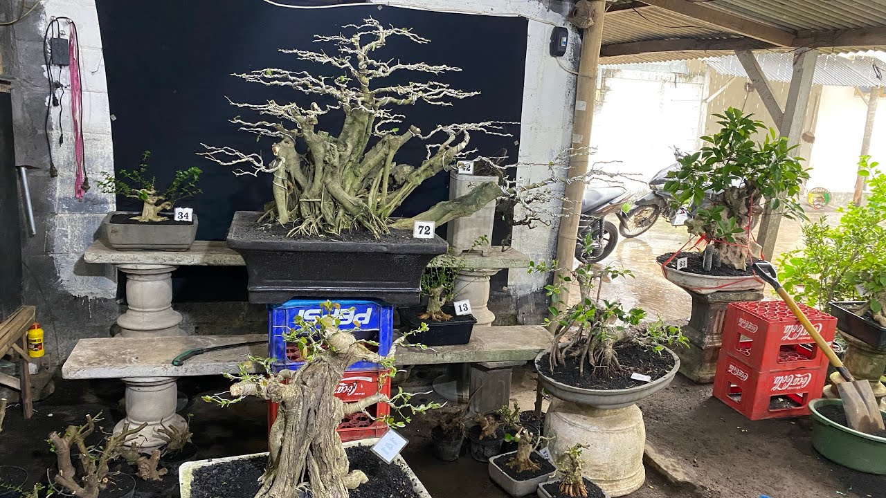 REVIUW BONSAI SIAP DI AJAK NGOPI NOTA🥶🥶😱😱😱 MINAT WA 085150612663