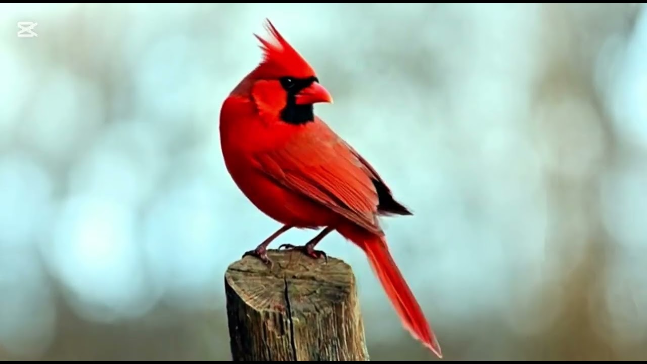 EL CARDENAL.  #avesextraordinarias 