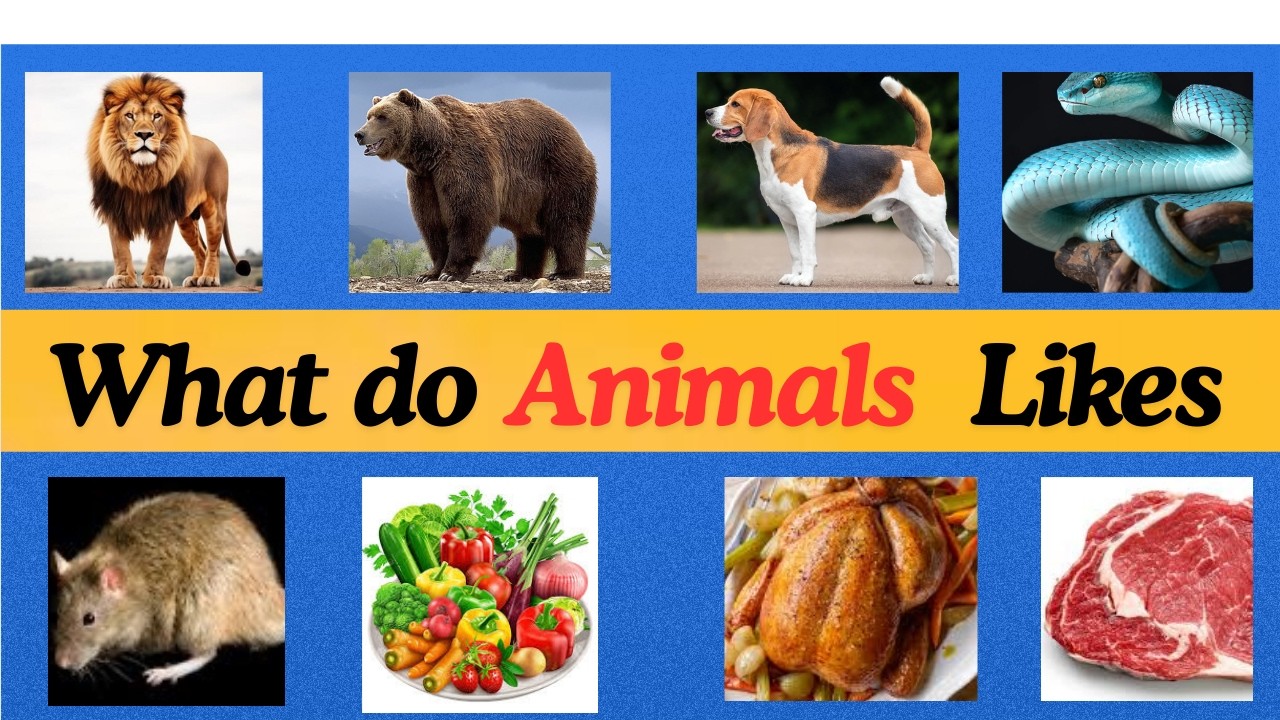 What do Animals Like to Eat || Animal Food || Quiz_2026 ||