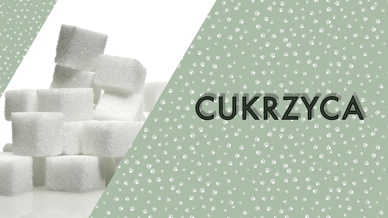 SŁODKIE PIESKI | Cukrzyca u zwierząt