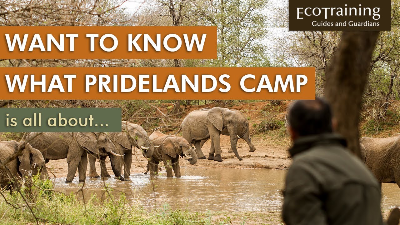 Pridelands Camp l What you can expect | EcoTraining
