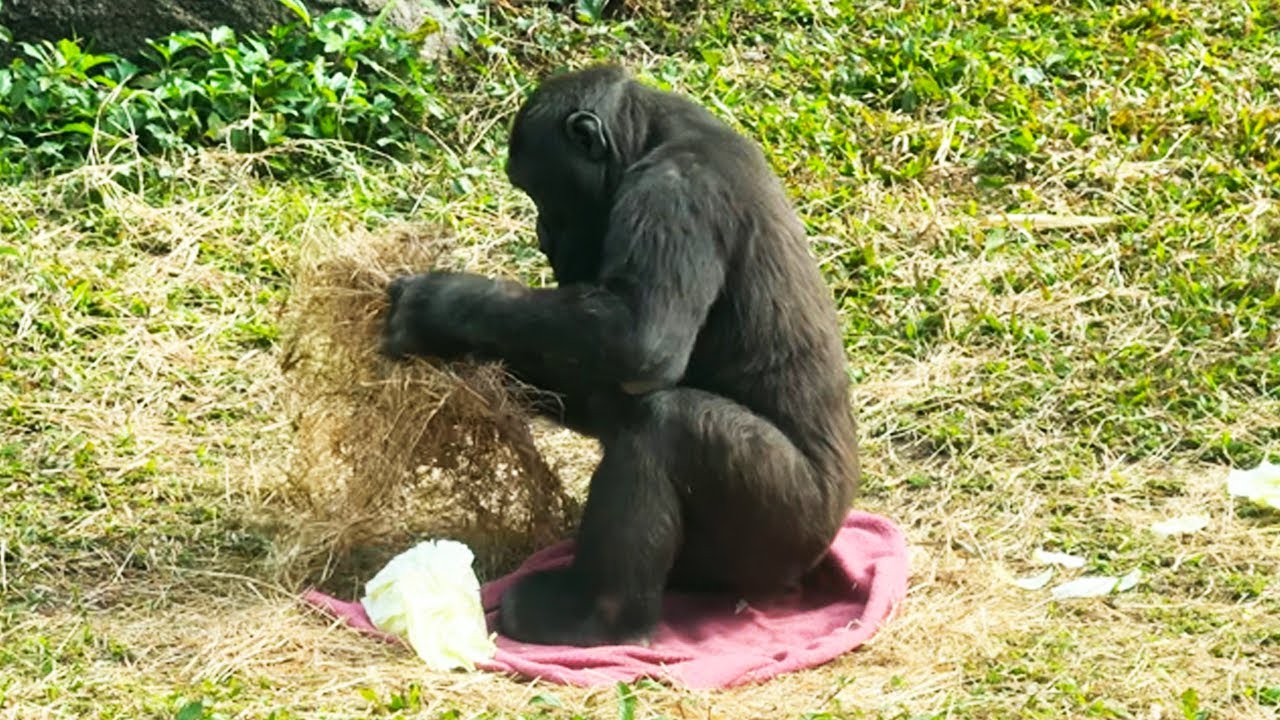 投食時間 Ringo只玩乾草不吃菜菜Meal time! Ringo’s just playing with hay won’t eat cabbage