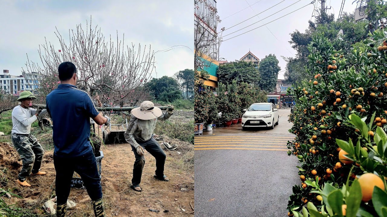 - Đào tết năm 2026 : chuyển đào từ vườn lên phố- Chợ Đào, Quất, đã sẵn sàng phục vụ.